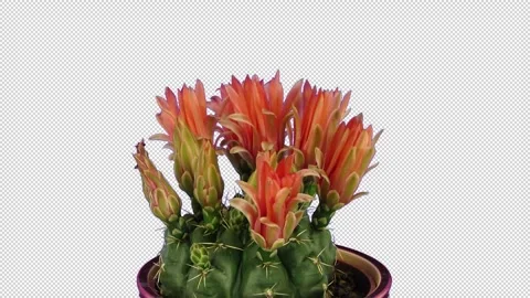 Time lapse of blooming red cactus buds with ALPHA channel Stock Footage 313525248