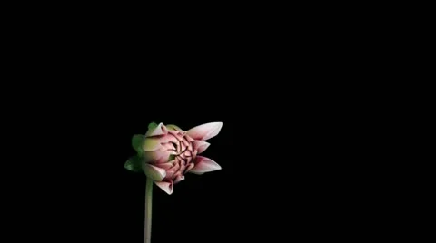 Time-lapse of blooming red dahlia ALPHA matte 2x3 (DCI-3K) Stock Footage 12299321