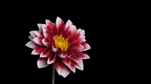 Time-lapse of blooming red dahlia with ALPHA channel Stock Footage 73474572