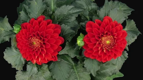 Time lapse of blooming red dahlia, top view Stock Footage 287534997