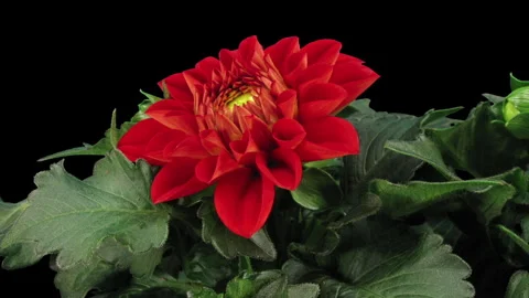 Time lapse of blooming red dahlia flower Stock-Footage 291387261