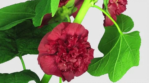 Time lapse of blooming red filled mallow flower with ALPHA channel Stock Footage 300084706