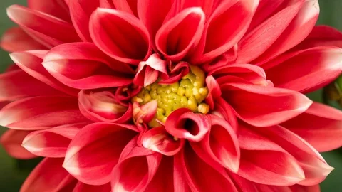 Time lapse of blooming red flower Dalia Stock Footage 112888924