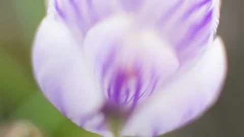 Time lapse of blooming Red Flower. Beautiful Dalia opening up. Timelapse of Stock Footage 133616454