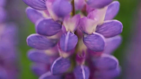 Time lapse of blooming Red Flower. Beautiful Dalia opening up. Timelapse of Stock-Footage 133860686