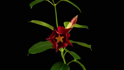 Time lapse of blooming Red Flower. Beautiful dipladelia opening up. Timelapse of Stock Footage 157141369