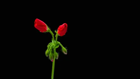 Time lapse of blooming red flowers of pelargonium on a black background Video stock 105919286