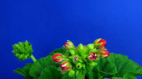 Time-lapse of blooming red geranium 1 Stock Footage 117689