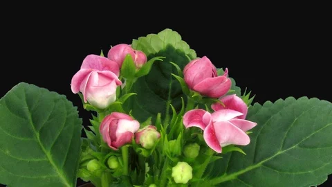 Time-lapse of blooming red gloxinia flower with ALPHA channel Stock Footage 114581430