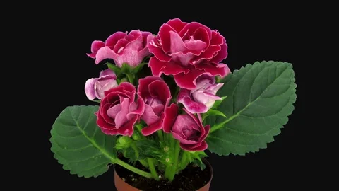Time-lapse of blooming red gloxinia flower in RGB + ALPHA matte format Stock Footage 124329135