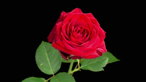 Time Lapse of Blooming Red Rose 库存影片 206786274