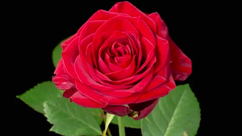 Time Lapse of Blooming Red Rose Stock Footage 210493327