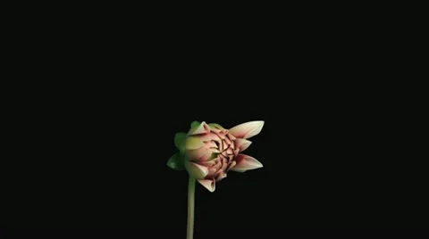 Time-lapse of blooming red-white dahlia with alpha matte 1c1 Stock Footage 12283194