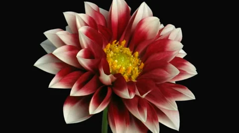 Time-lapse of blooming red-white dahlia in RGB + ALPHA matte format Stock Footage 52227134
