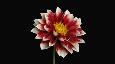 Time-lapse of blooming red-white dahlia in RGB + ALPHA matte format Vidéo 61098113