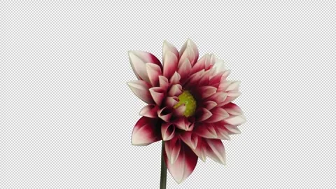 Time lapse of blooming red white dahlia with ALPHA channel Stock Footage 296735600