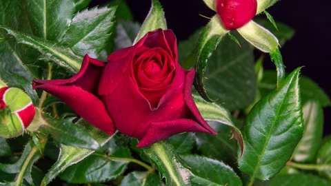 Time lapse blooming of a rose Bud. macro video close up Stock Footage 127922852