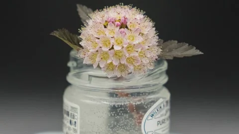 Time Lapse - Blooming small pink white Ninebark Flower Stock Footage 242960015