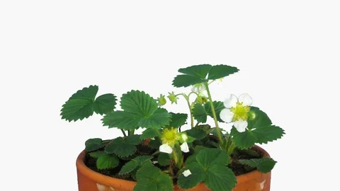 Time-lapse of blooming strawberry with ALPHA channel Stock Footage 81430471
