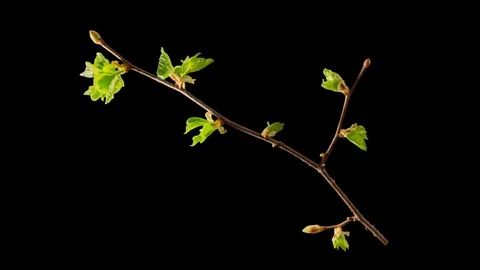 Time-lapse of blooming tree branch with alpha Stock Footage 75515776