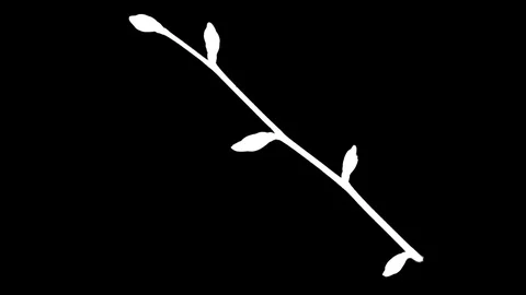Time-lapse of blooming tree branches with alpha Stock Footage