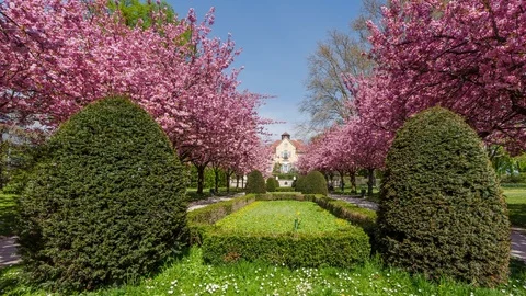 Time Lapse - Blooming tree in a park / garden with moving sky / clouds Stock Footage 99363481