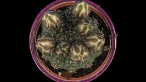 Time-lapse of blooming white cactus buds with ALPHA channel, top Stock Footage 70524395
