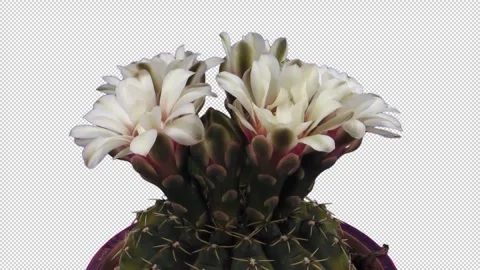 Time lapse of blooming white cactus buds with ALPHA channel Stock Footage 328345935