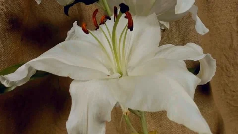 Time lapse blooming white Calla lily (Zantedeschia aethiopica) Stockbeeldmateriaal 330404689