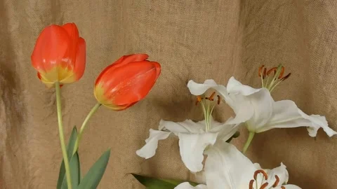 Time lapse blooming white Calla lily (Zantedeschia aethiopica) Vídeo Stock 330405285