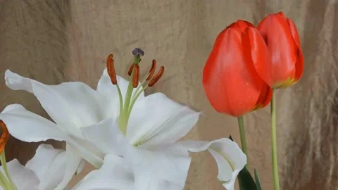 Time lapse blooming white Calla lily (Zantedeschia aethiopica) Stockbeeldmateriaal 330405635