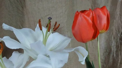 Time lapse blooming white Calla lily (Zantedeschia aethiopica) Vidéo 330406523