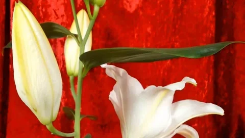 Time lapse blooming white Calla lily (Zantedeschia aethiopica) Видео 330676910