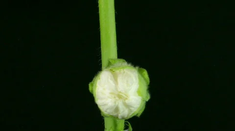 Time-lapse of blooming white filled mallow flower 2  Stock Footage 141609
