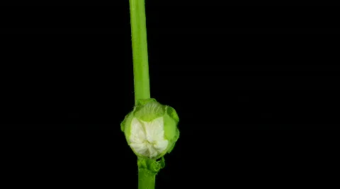 Time-lapse of blooming white filled mallow flower 1 Stock Footage 273938