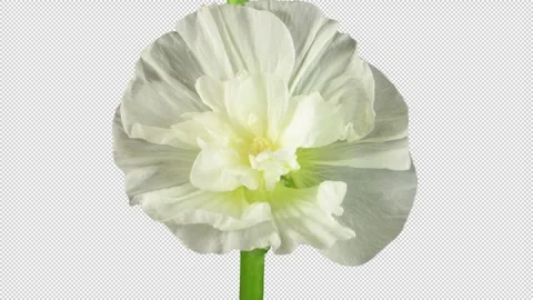 Time lapse of blooming white filled mallow flower with ALPHA channel Stock Footage 300084649