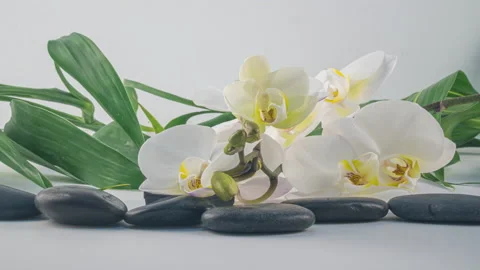 Time lapse of blooming white orchid, spa concept Stock Footage 151470523