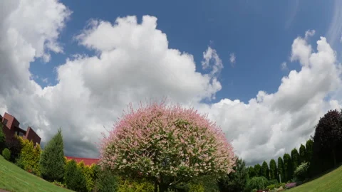 Time lapse of blooming willow tree, fish-eye Stock Footage 300250749