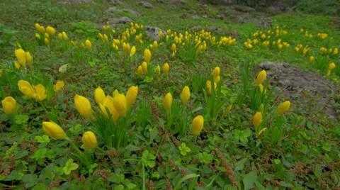 Time lapse with blooming yellow crocus flowers. Motorized slider shot Stock Footage 43385521