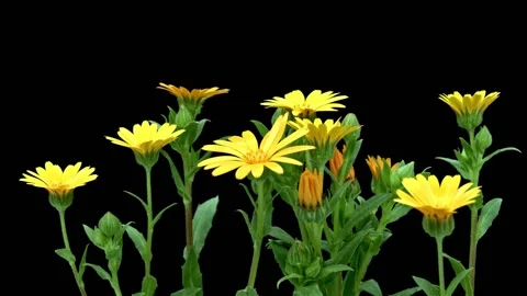 Time-lapse of blooming yellow daisies, black background Stock Footage