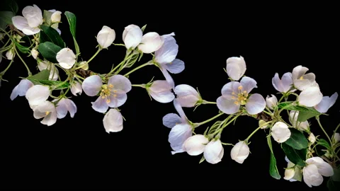 Time lapse of blossoming apple closeup 4K 스톡 동영상 120250164