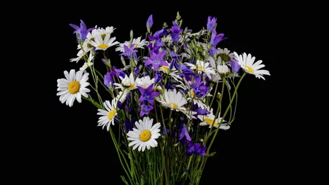 Time lapse of blossoming bouquet of wild flowers on black background Stock Footage 198749133