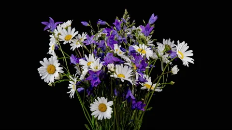 Time lapse of blossoming bouquet of wild flowers daisies and bluebells on black Stock Footage 200029555