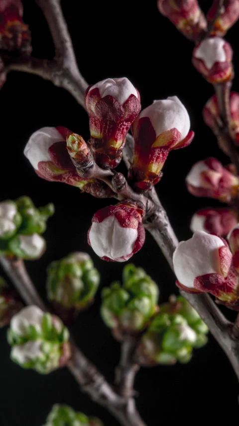 Time lapse of the blossoming of white petals of a Apricot flower Stock Footage 265893161