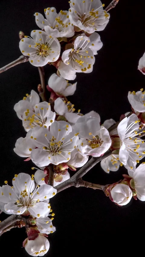 Time lapse of the blossoming of white petals of a Apricot flower Stock Footage 266724561