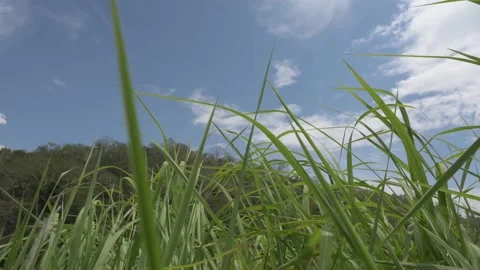 Time lapse in blue and grass Video stock 137516441