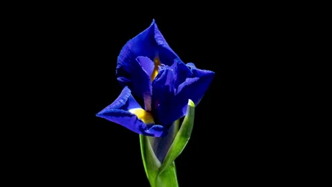 Time-Lapse of a Blue Iris Blooming on Black Background Stock Footage 309521372