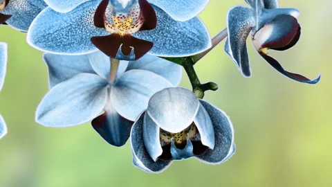 Time-Lapse of Blue Orchid Blooming Against a Green Background Stock Footage 286095087