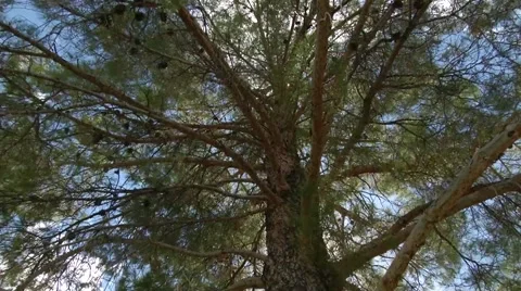 Time lapse with blue sky and clouds passing over big tree Stock Footage 68000009