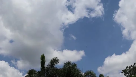 Time lapse, blue sky and white cloud moving on tree, beautiful nature creative Stock Footage 154974604